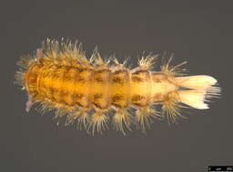 Image of Polyxenoidea