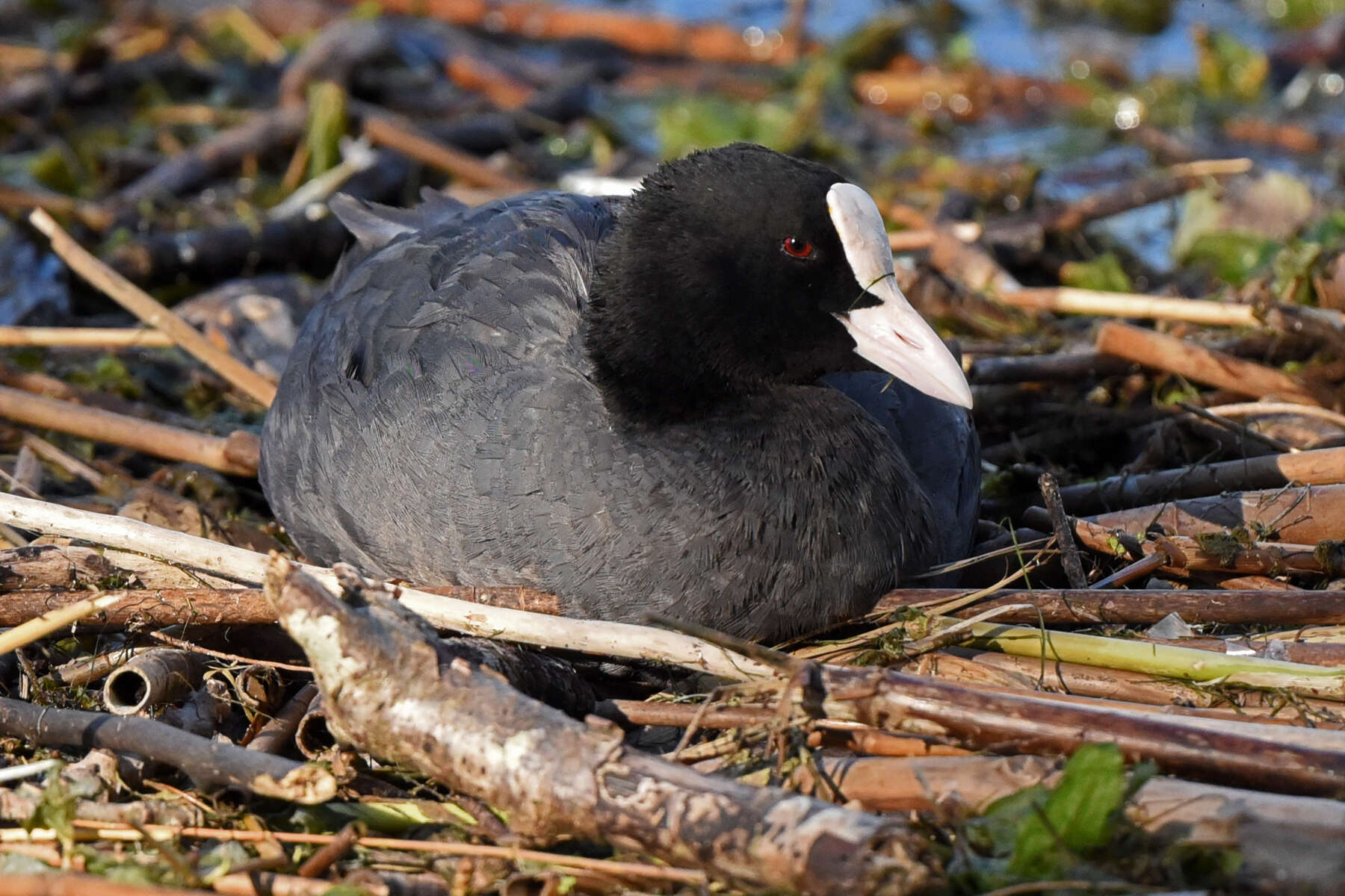 Image of Common Coot