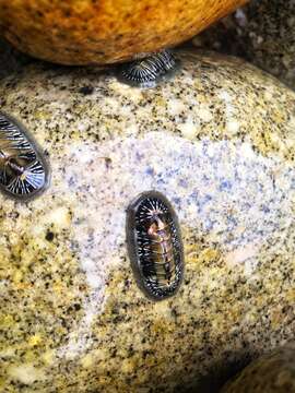 Image of Chiton Linnaeus 1758