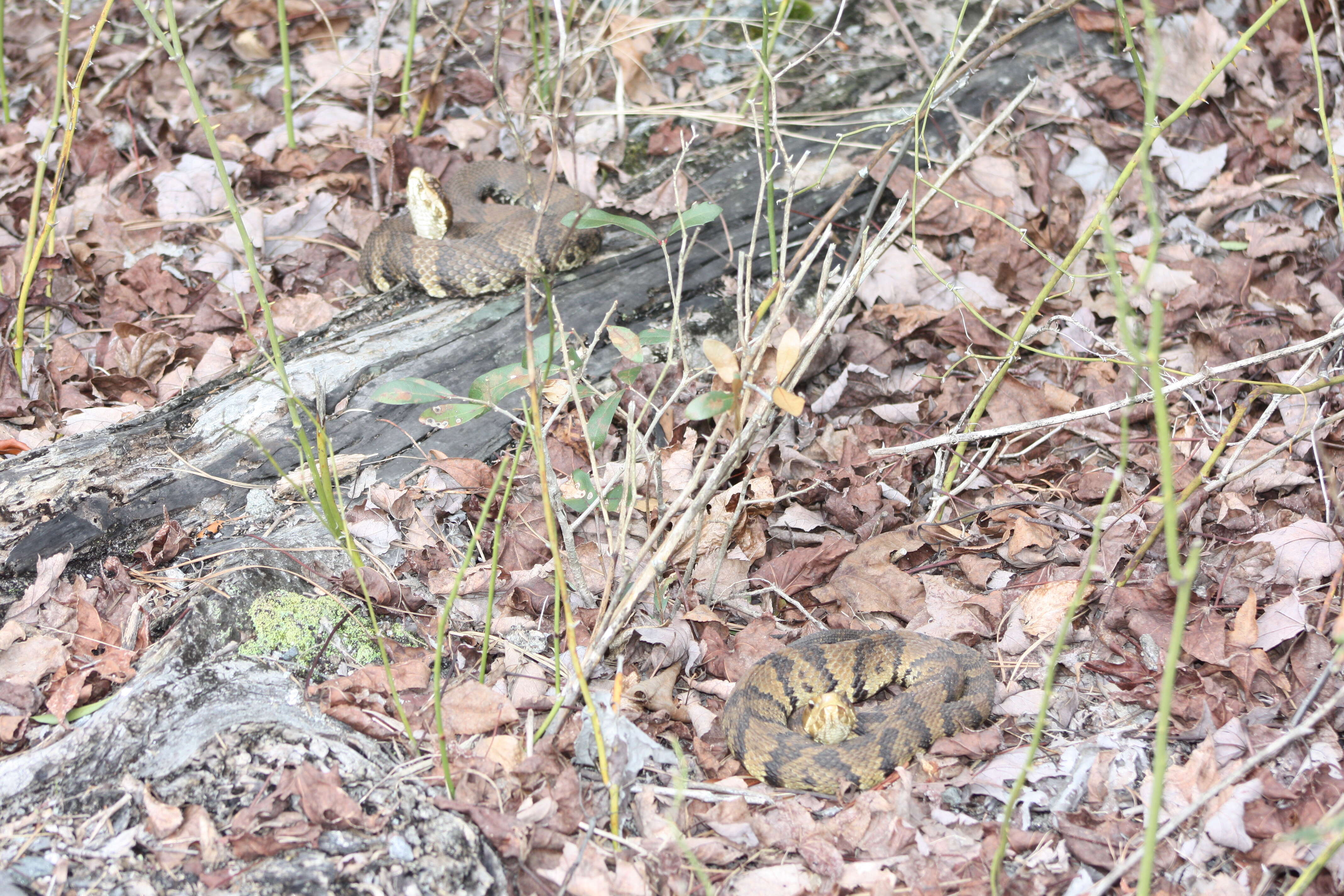 Image of Cottonmouth