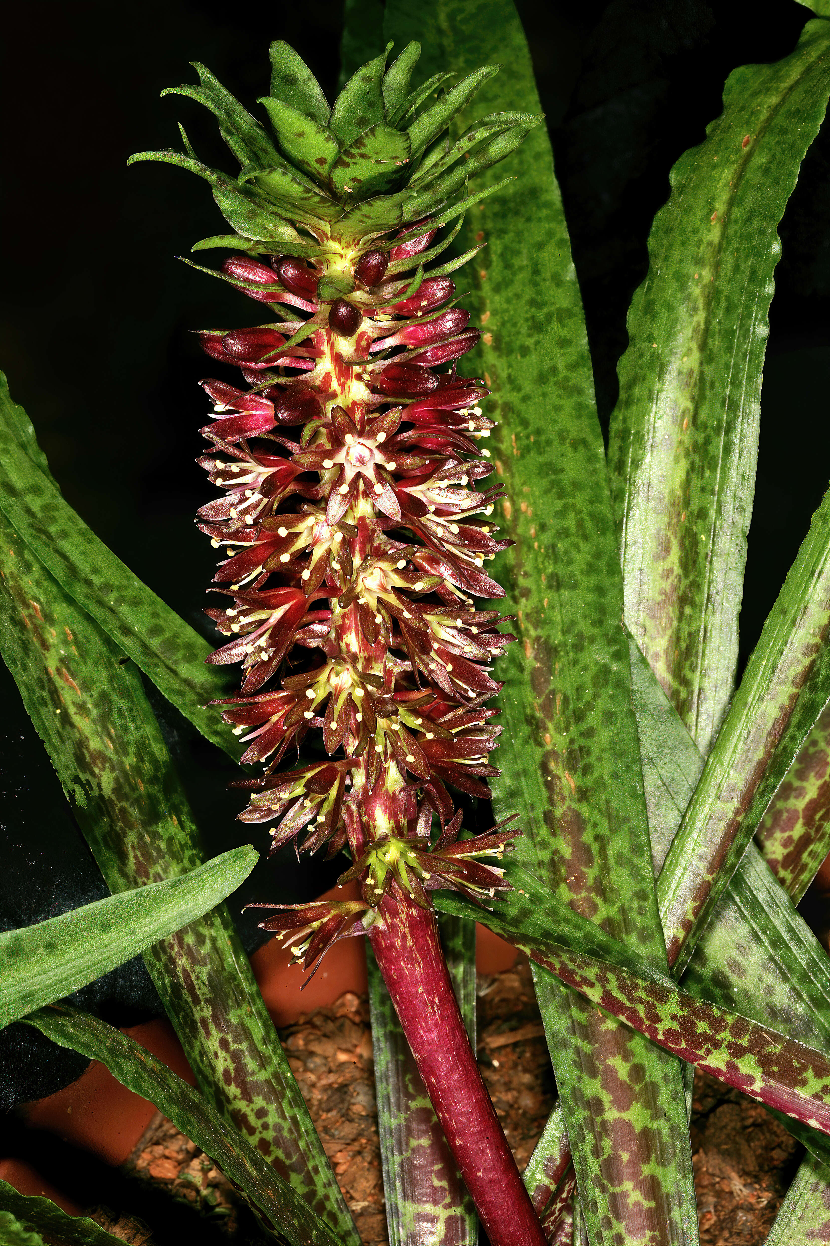 Image of Eucomis vandermerwei I. Verd.