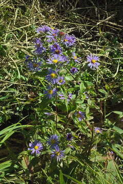 Image of purplestem aster