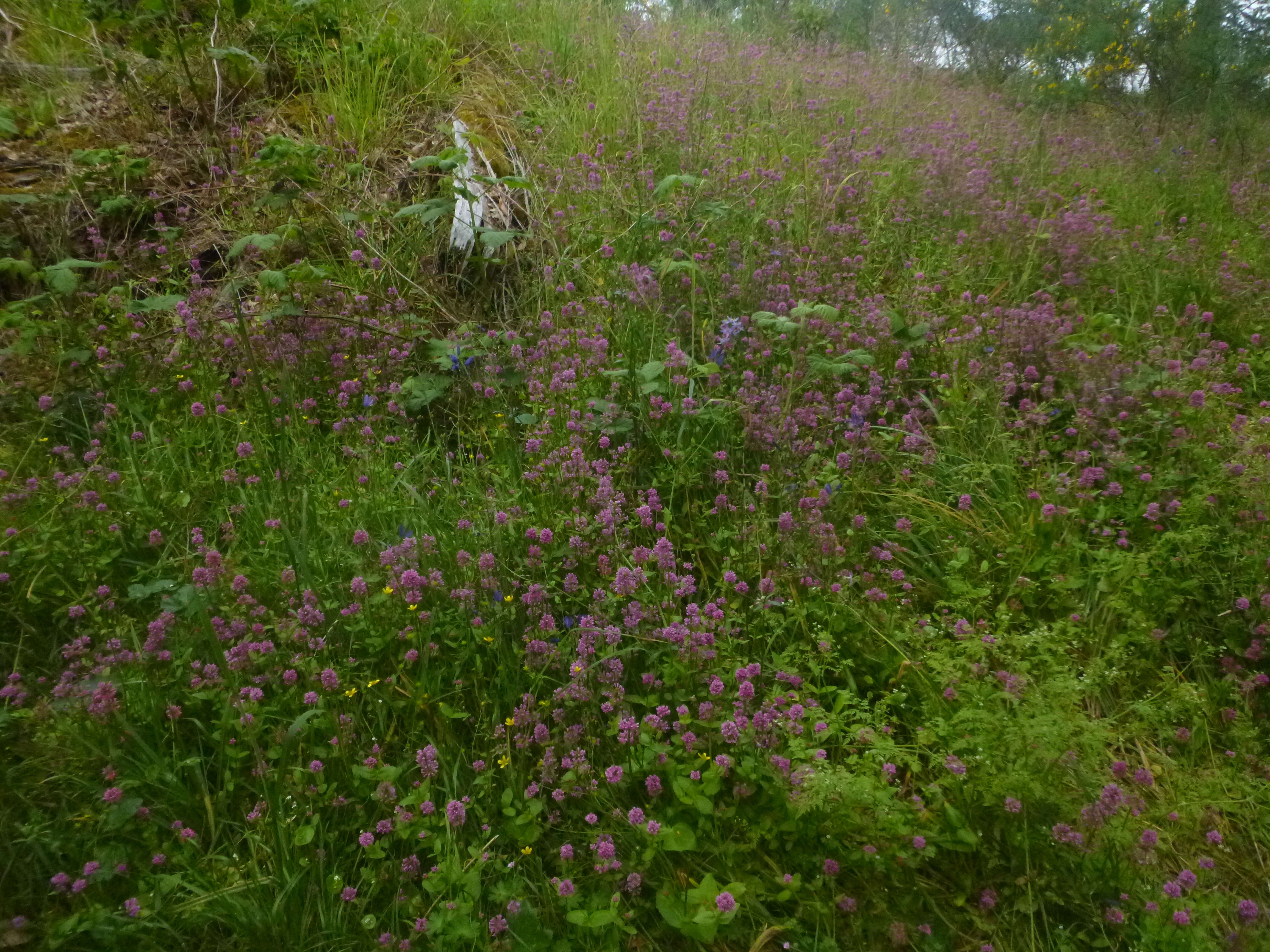 Image of thrift seapink