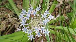 Scilla peruviana L. resmi