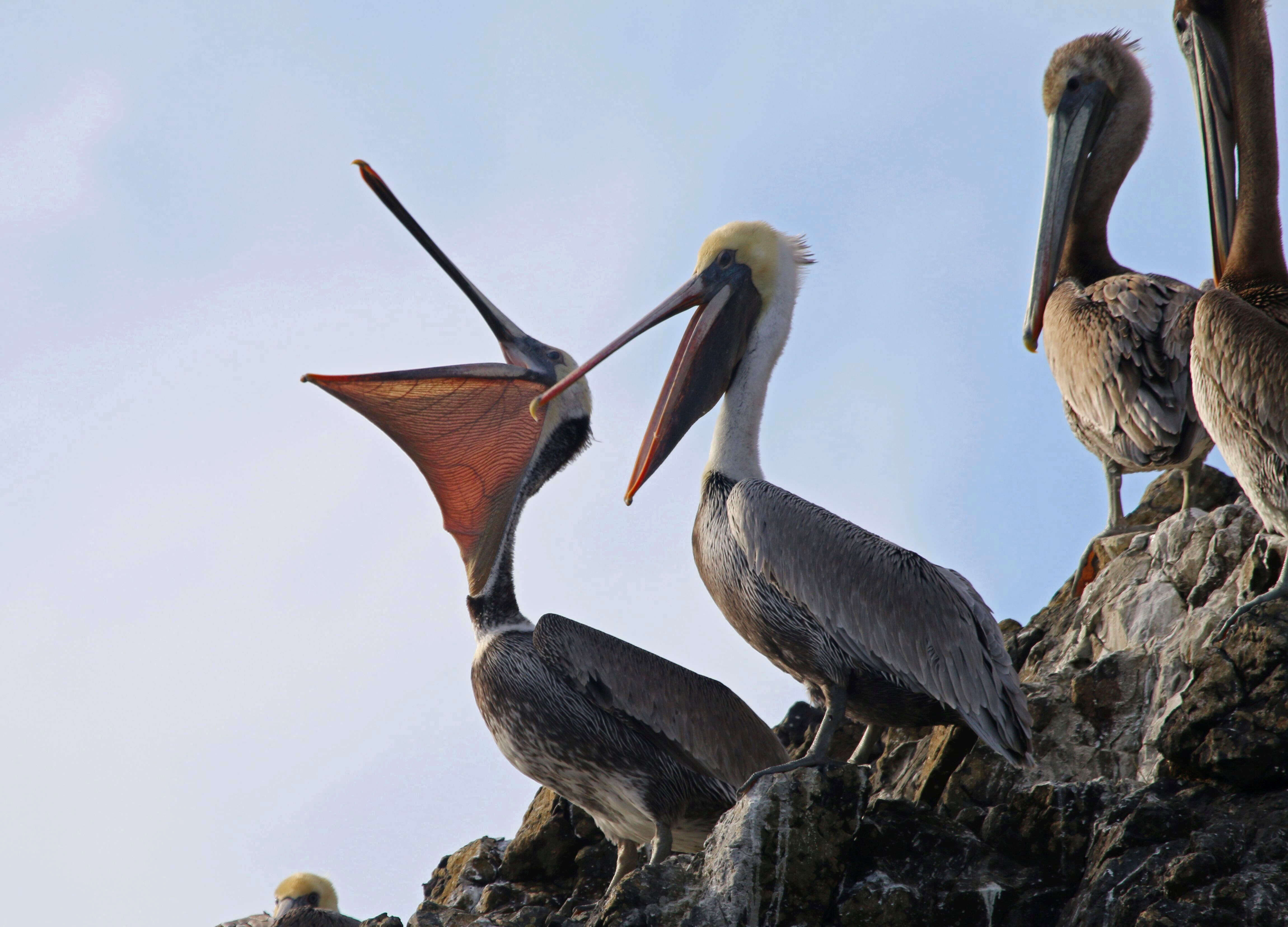 Image of California brown pelican