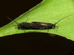 Image of Little Black Caddisflies