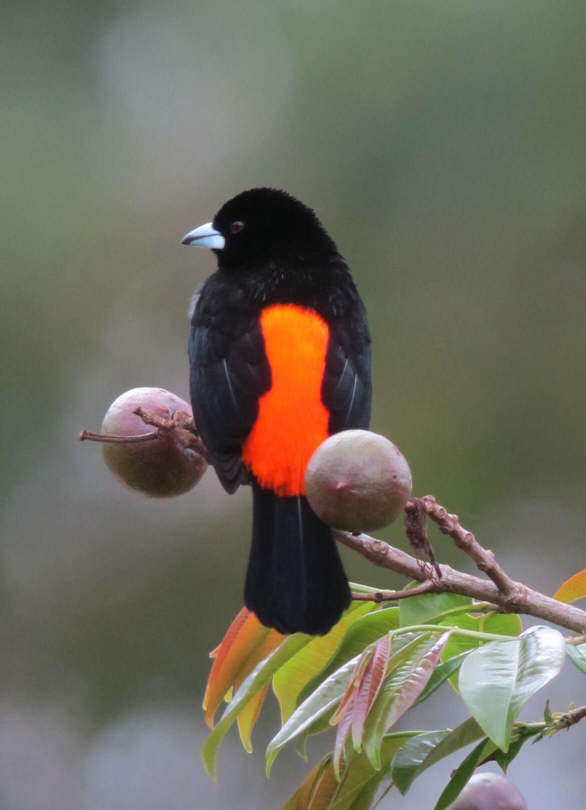 Image of Flame-rumped Tanager