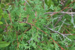 Image of Atlantic White Cedar