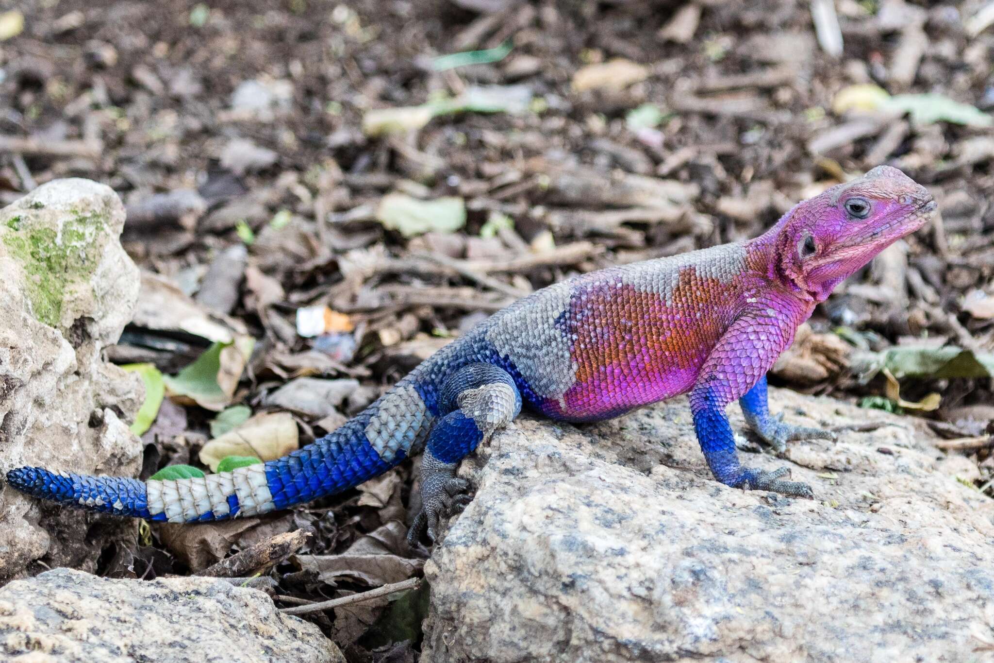 Image of Mwanza Flat-headed Rock Agama