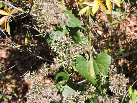 Image of <i>Mikania scandens</i>
