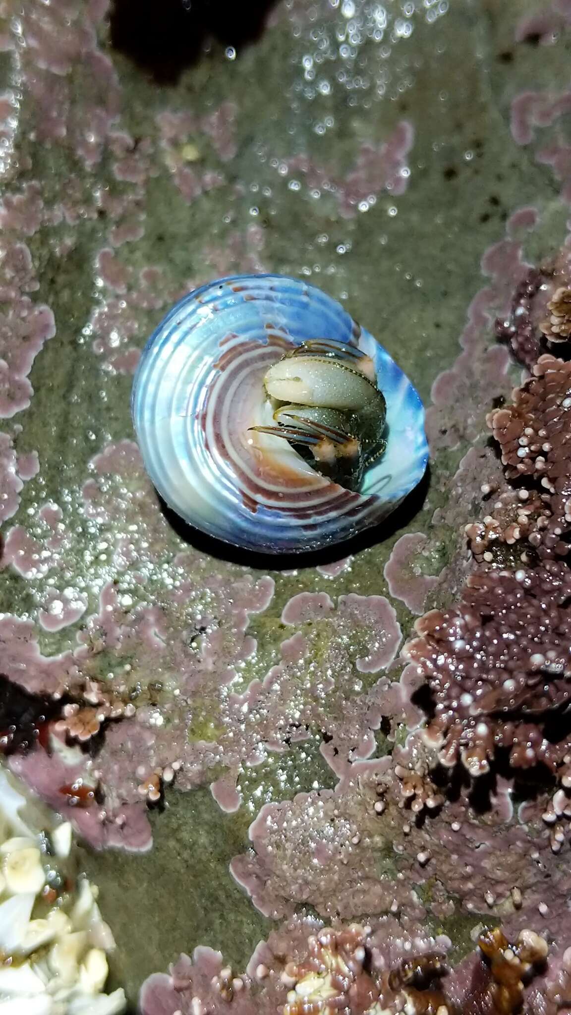 Image of Blue Top Snail