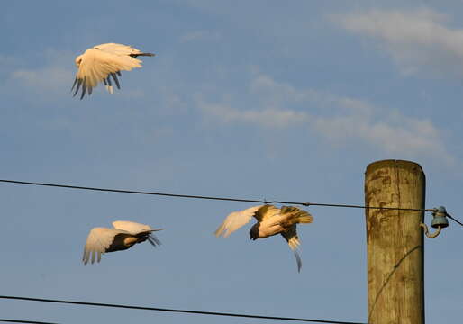 Image of Little Corella