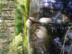 Image of common cottongrass