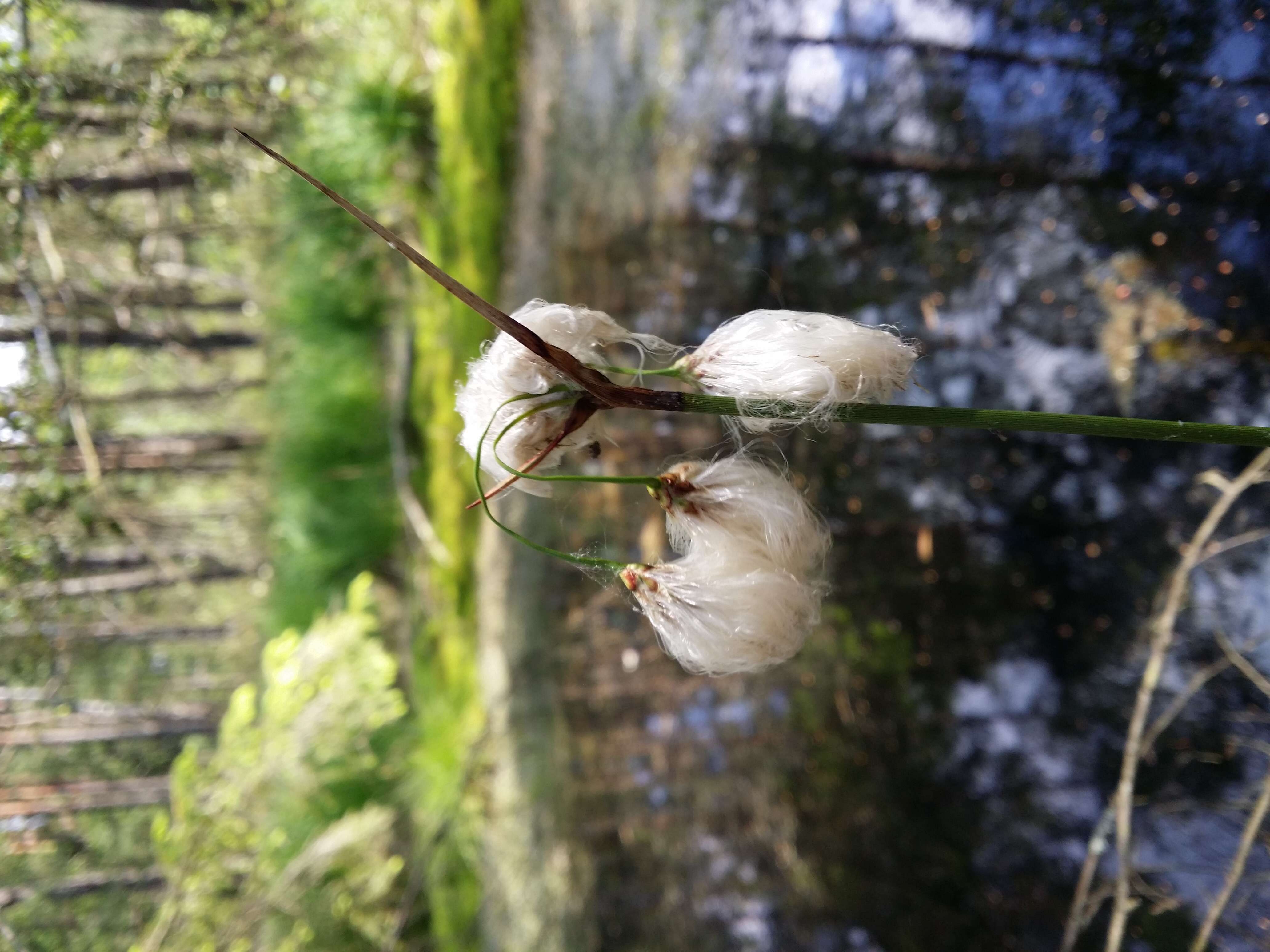 Image of common cottongrass