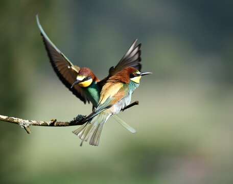 Image of bee-eater, european bee-eater