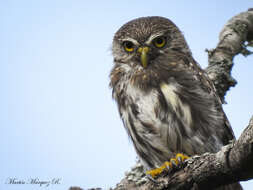 Image of Ferruginous Pygmy Owl