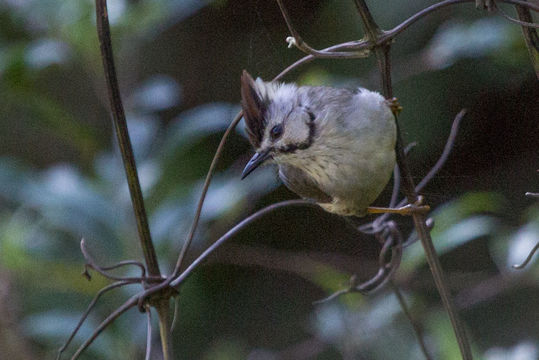 Image of Formosan Yuhina