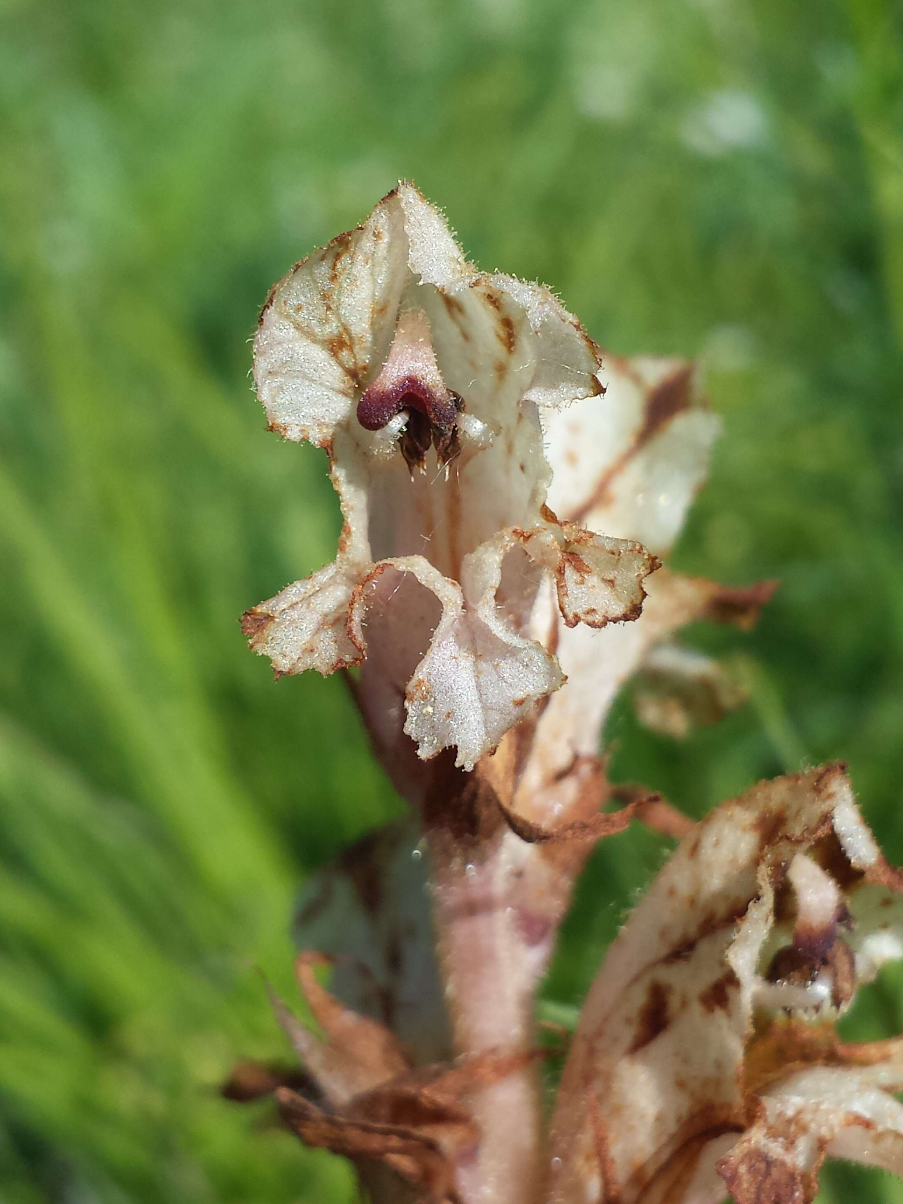 Imagem de Orobanche caryophyllacea Sm.