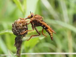 Image of Hornet robberfly