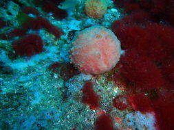 Image of <i>Aaptos globosum</i>