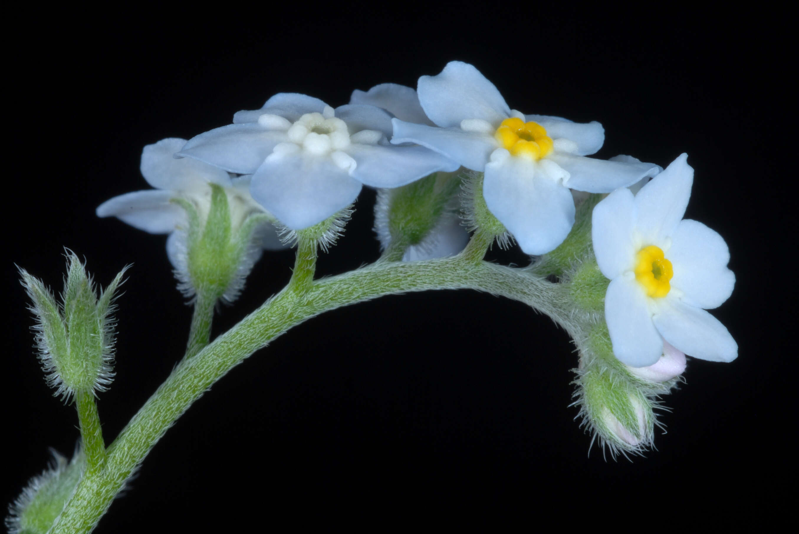 Image de Myosotis latifolia Poir.