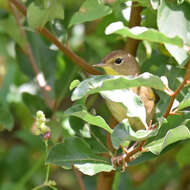 Geothlypis trichas (Linnaeus 1766) resmi