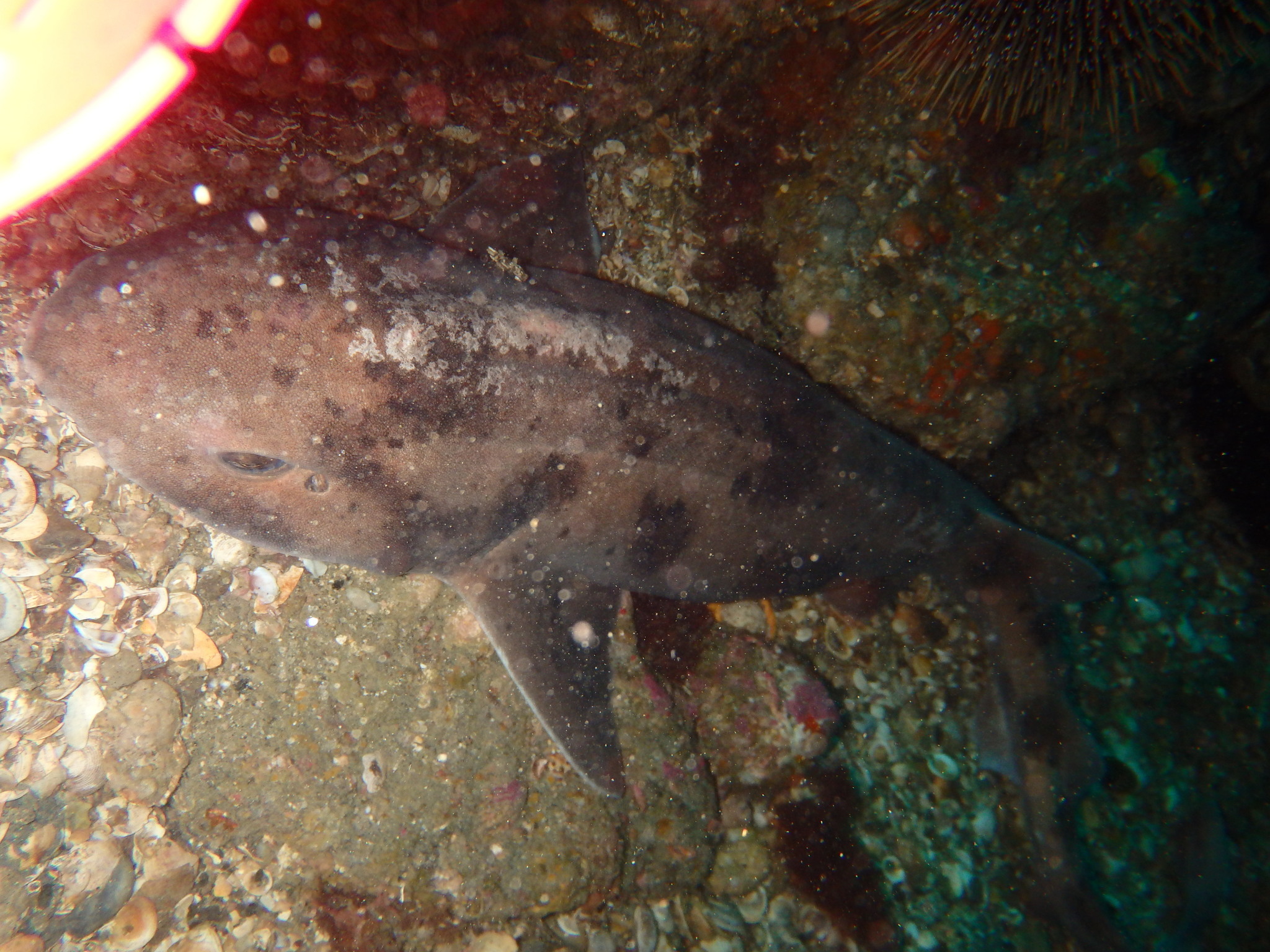 Image of Carpet Shark