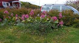 Image of Bergenia purpurascens (Hook. fil. & Thoms.) Engl.