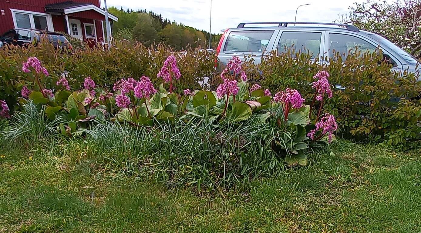 Image of Bergenia purpurascens (Hook. fil. & Thoms.) Engl.