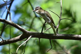 Image of Red-eyed Vireo