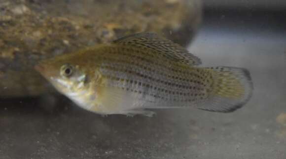 Image of Sailfin Molly