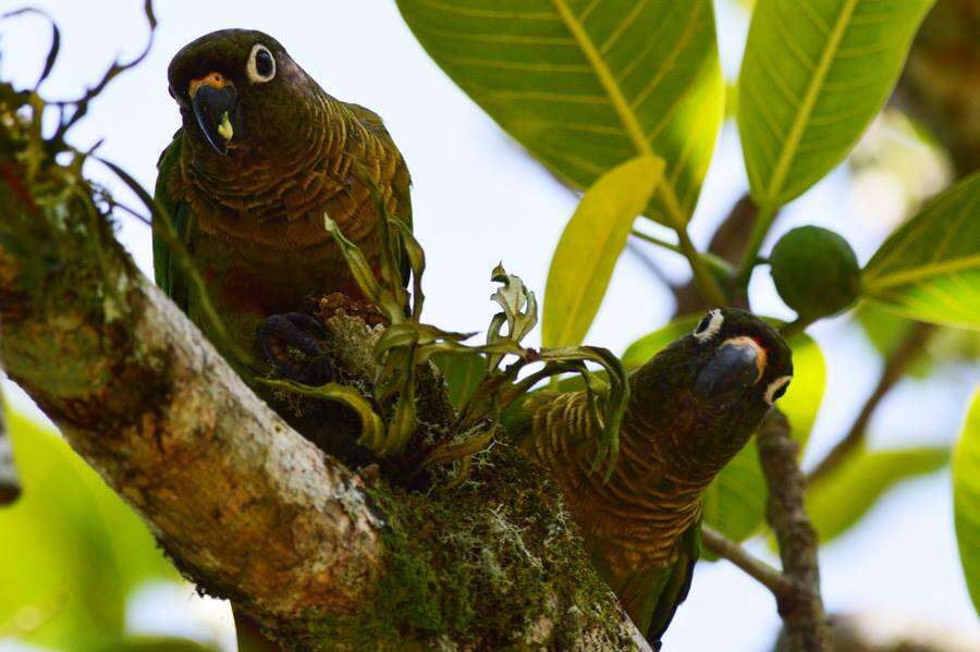 Image of Maroon-bellied Parakeet