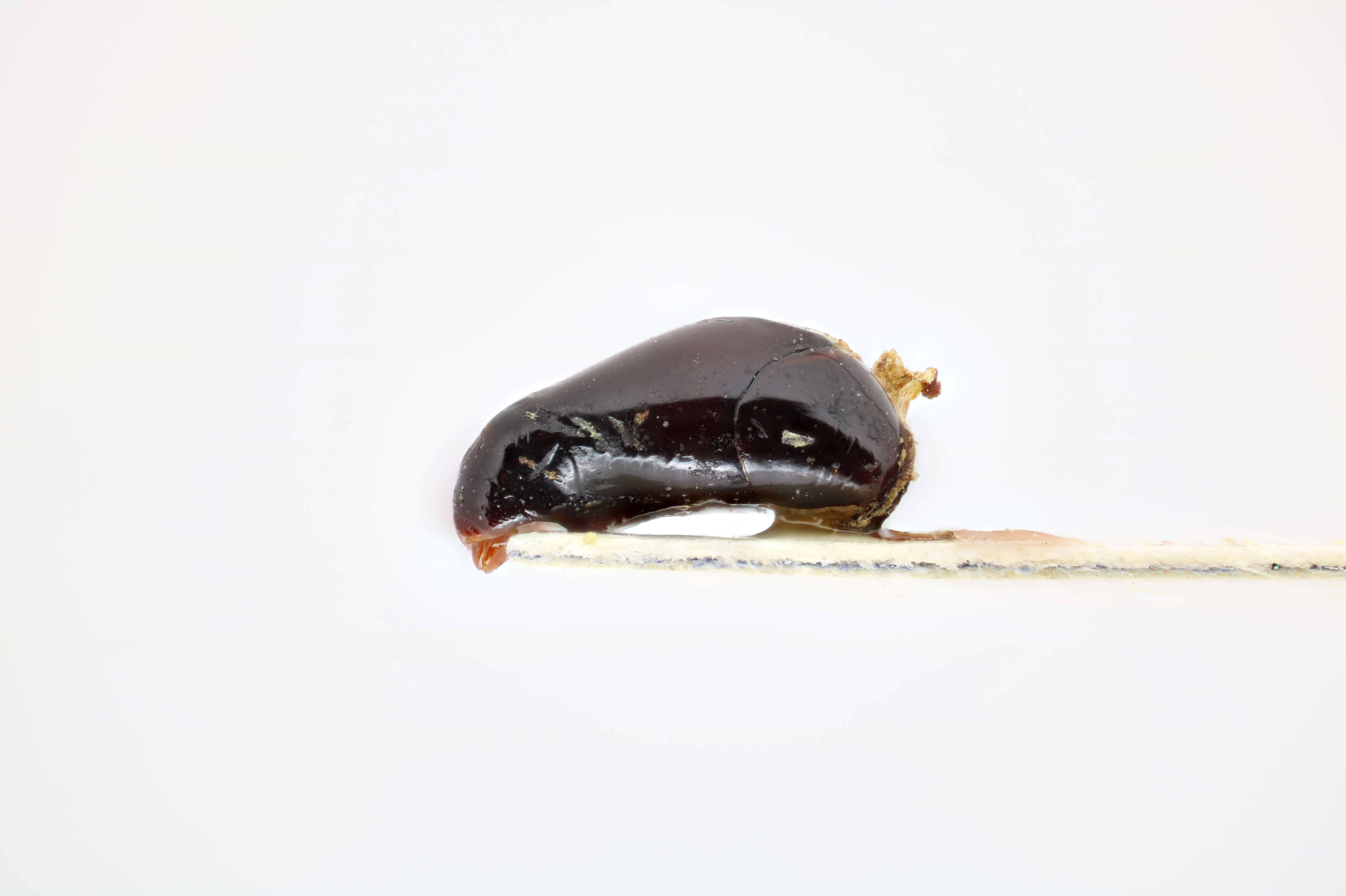 Image of Hastate Hide Beetles