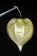 Image of cutleaf groundcherry