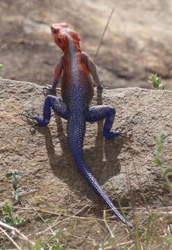 Image of Mwanza Flat-headed Rock Agama