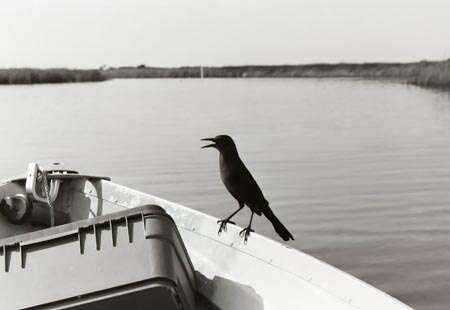 Image of Boat-tailed Grackle