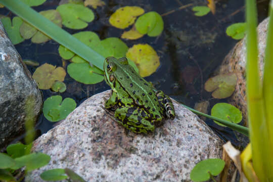 Image of Common frog