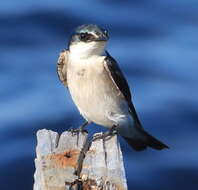 Image of Mangrove Swallow