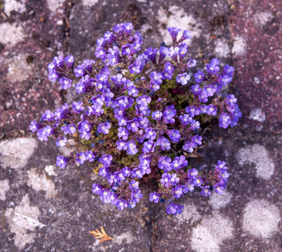 Image of Chaenorhinum origanifolium (L.) Fourr.