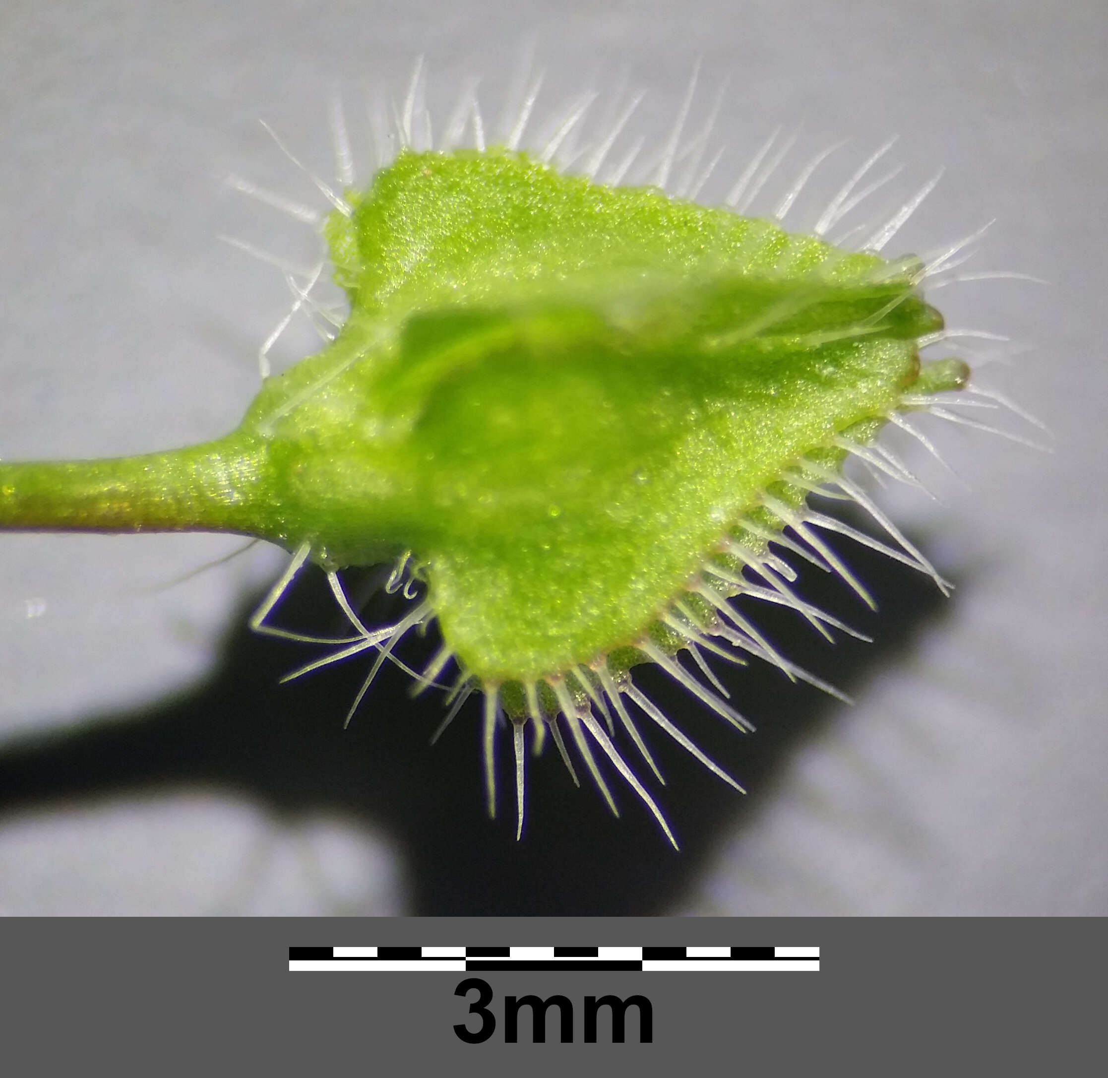 Image of false ivy-leaved speedwell