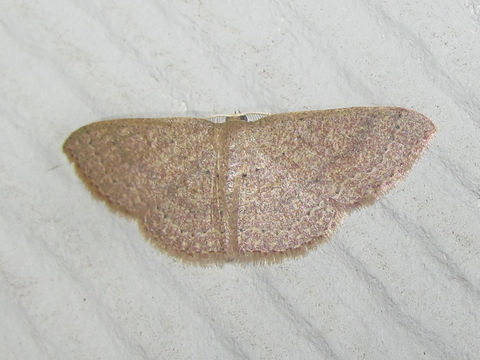 Image of Common Tan Wave