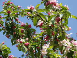 Image of Malus × zumi