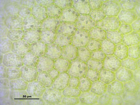 Image of Bifid Crestwort