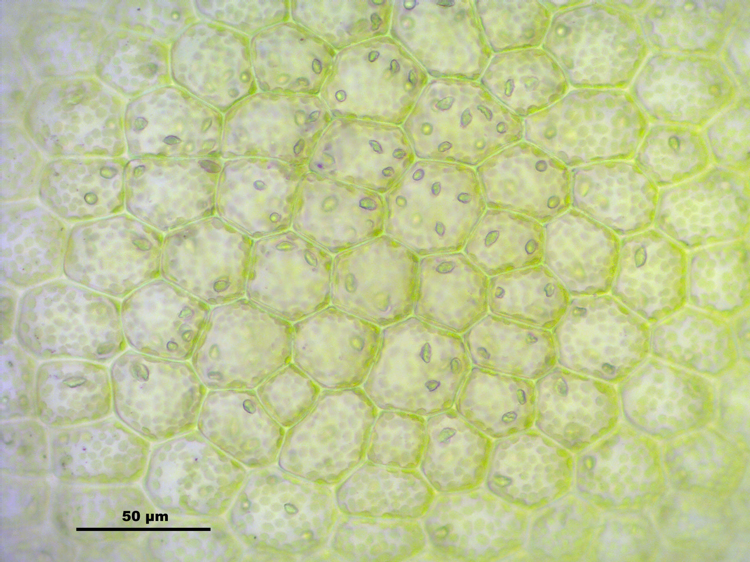 Image of Bifid Crestwort