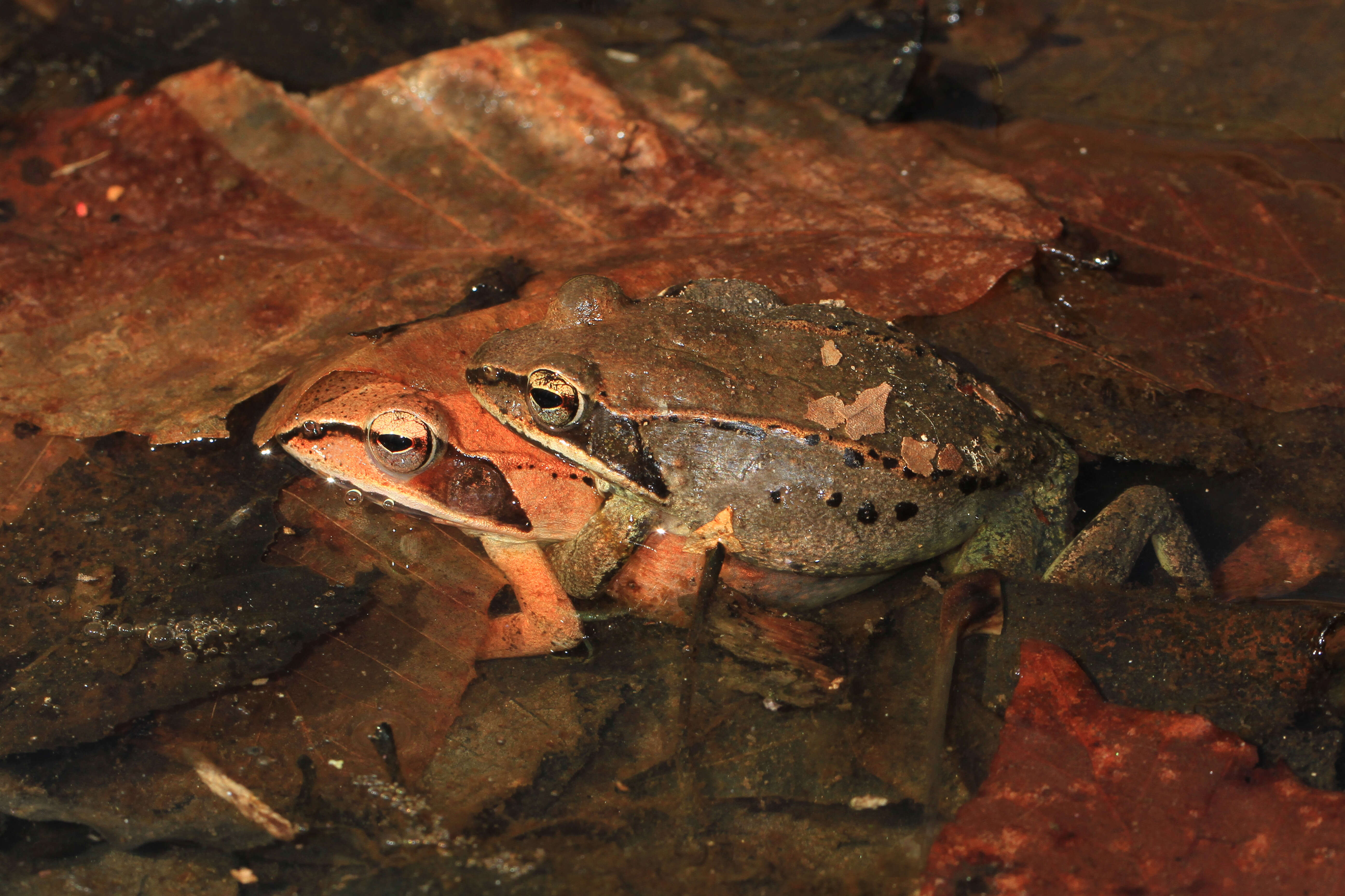 Image of Wood Frog