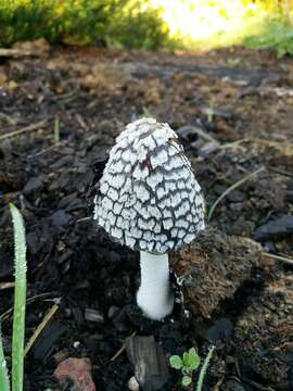 Imagem de Coprinopsis picacea (Bull.) Redhead, Vilgalys & Moncalvo 2001