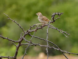 Image of Indian Bush Lark