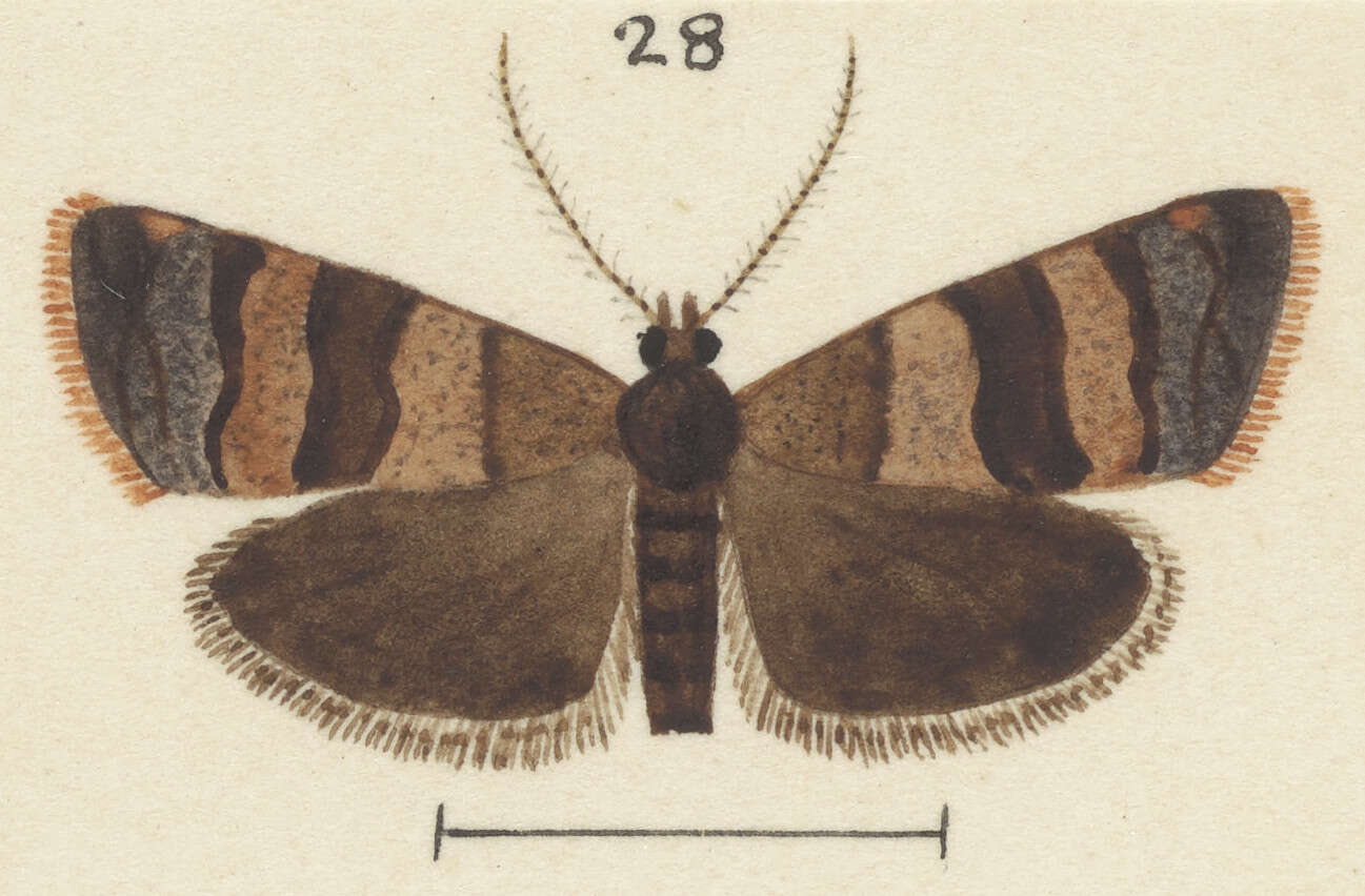 Image of Ecclitica triorthota