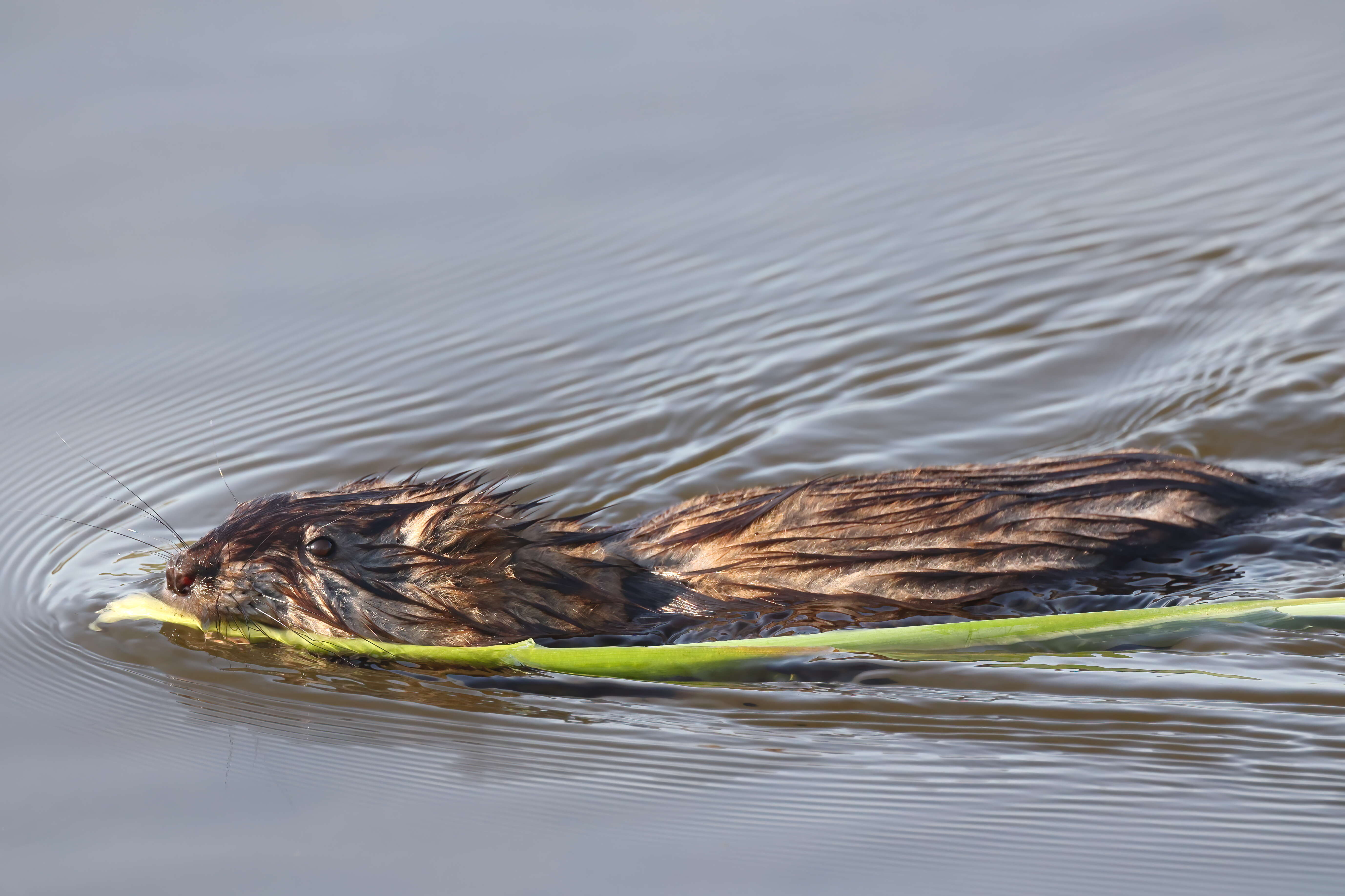 Image of muskrat