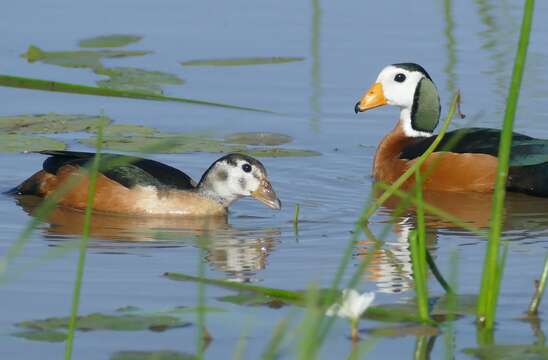 Image of African Pygmy Goose